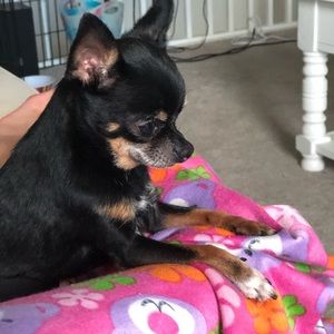 Meet your Posher, Ava